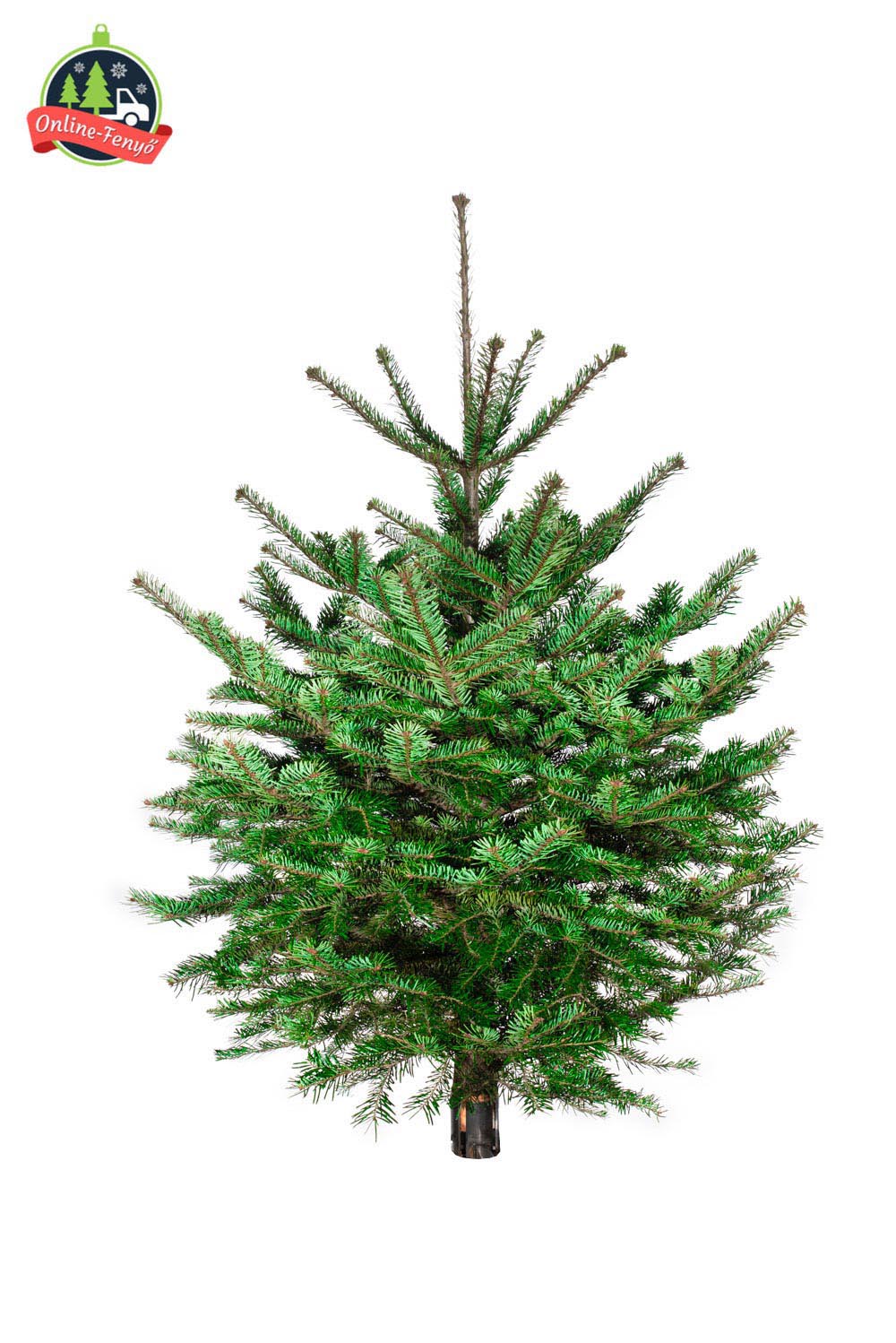 Cégek, üzletek számára recepcióra 100, 150 cm-es nordmann karácsonyfa