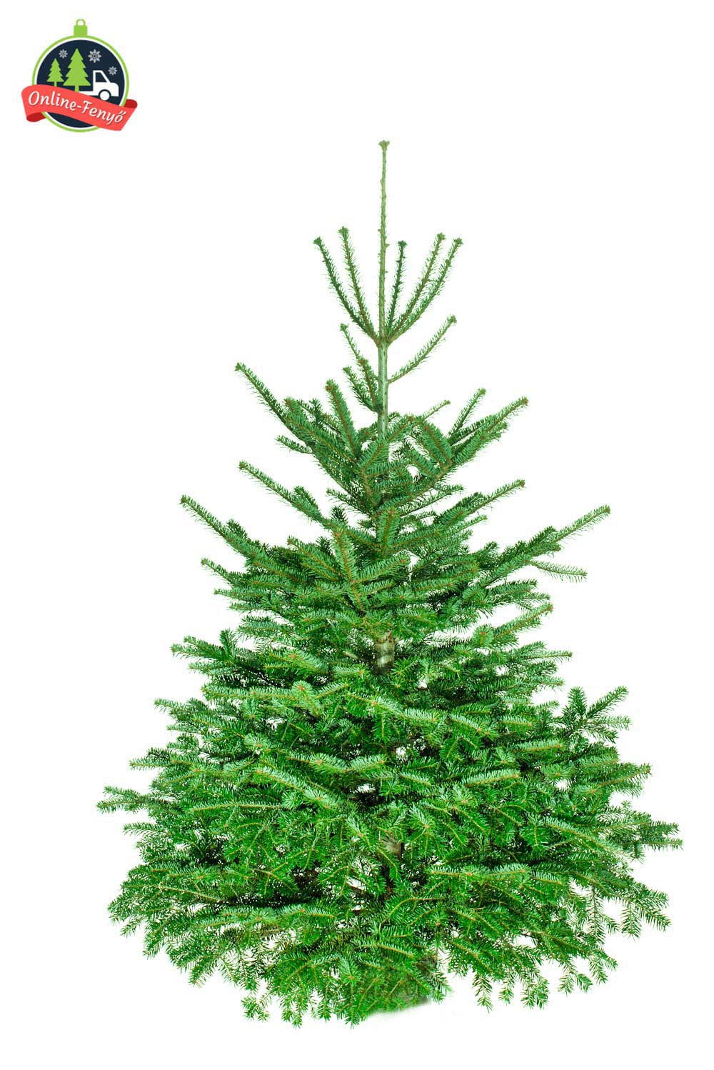 Cégek, üzletek számára beltérre 200, 250 cm-es nordmann karácsonyfa