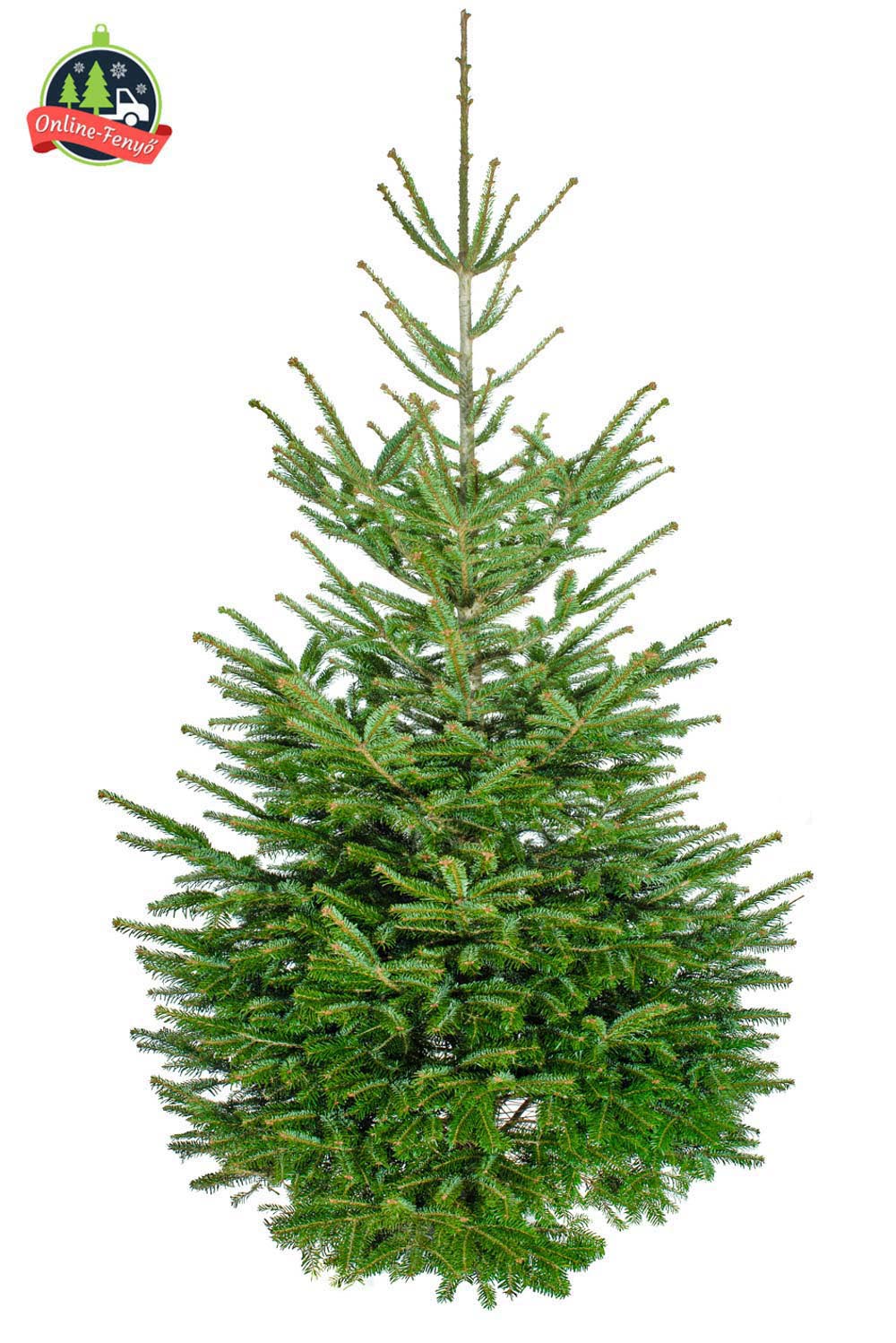 Cégek, üzletek számára beltérre 2,5  3 méteres nordmann karácsonyfa