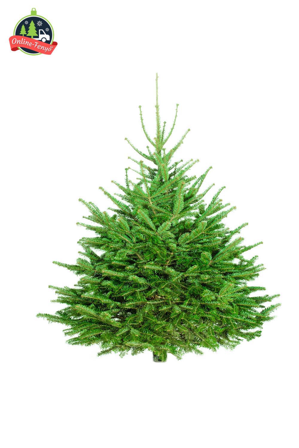 Cégek, üzletek számára 150, 200 cm-es nordmann karácsonyfa