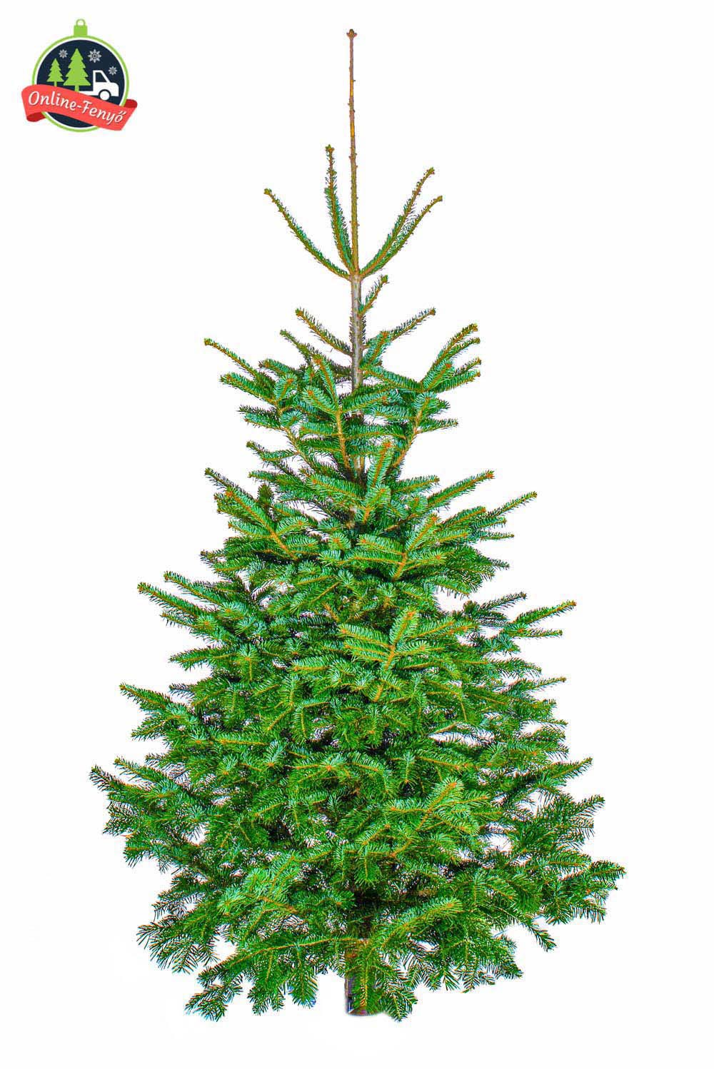 Cégek, üzletek számára 3, 4 méteres nordmann karácsonyfa