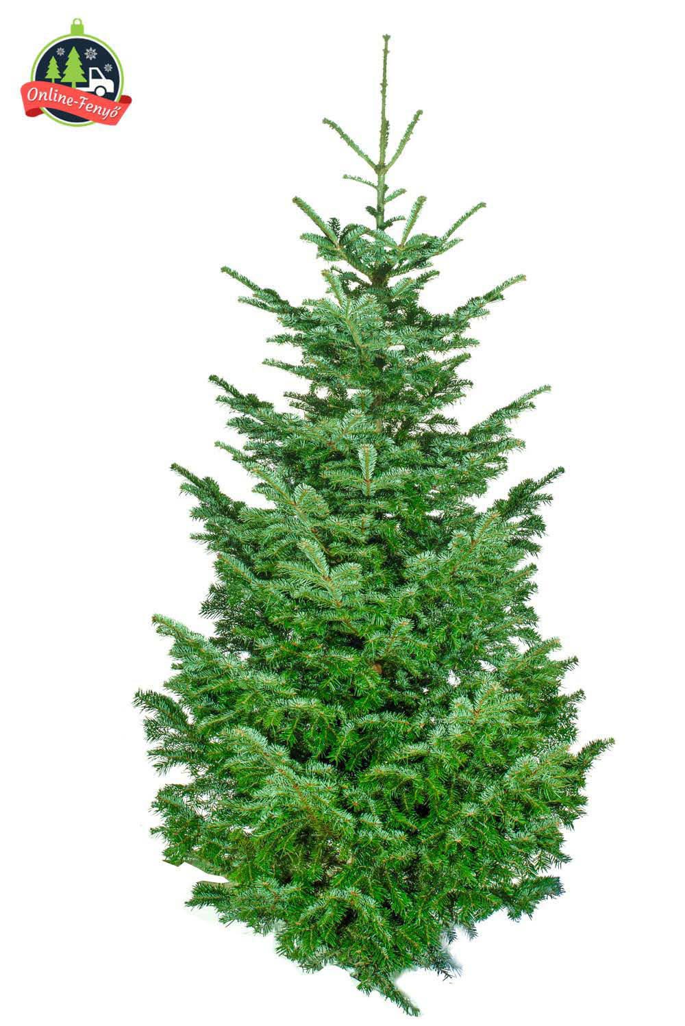 Cégek, üzletek számára 4, 5 méteres nordmann karácsonyfa