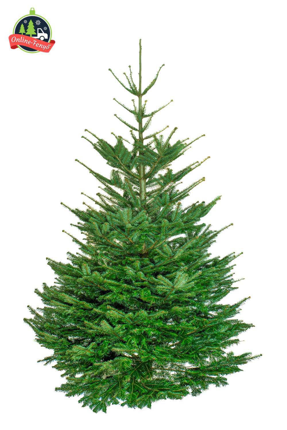 Cégek, üzletek számára 5, 6 méteres nordmann karácsonyfa