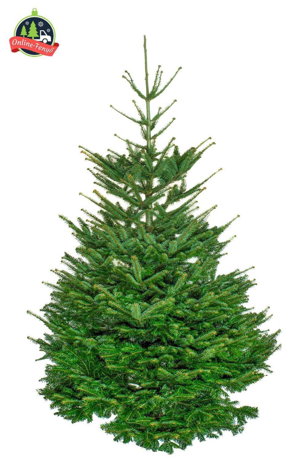 Cégek, üzletek számára 6, 7 méteres nordmann karácsonyfa, külterületekre ajánljuk